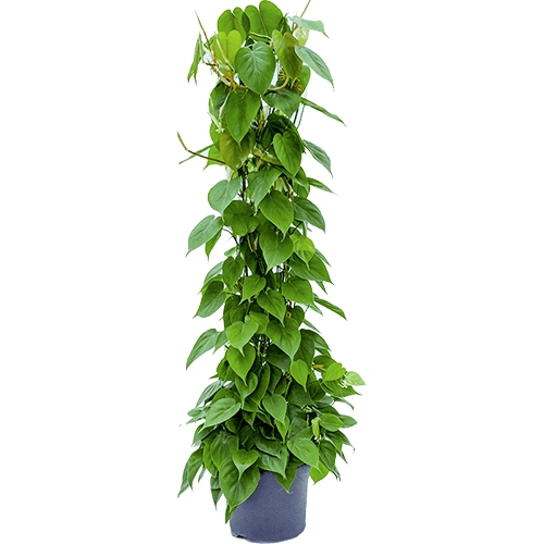 Philodendron scandens op mosstok
